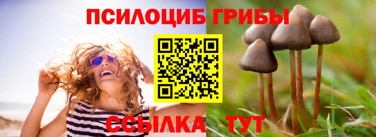 Псилоцибиновые грибы Psilocybe  Галлюциногенные грибы GOLDEN TEACHER  Подольск  Вход с VPN 